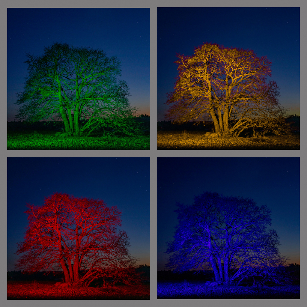 Weixdorfer_4_Farben_Lieblingsbaum_-_Foto_Christian_Scholz_vom_1