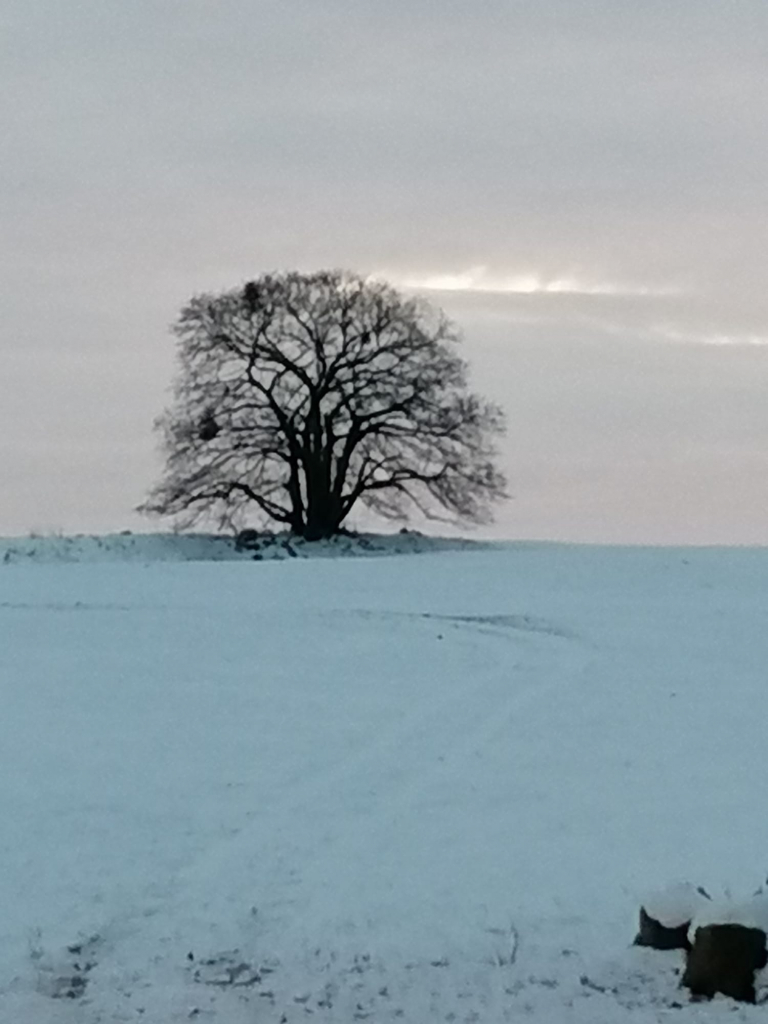 Lieblingsbaum_Februar_Oehme2
