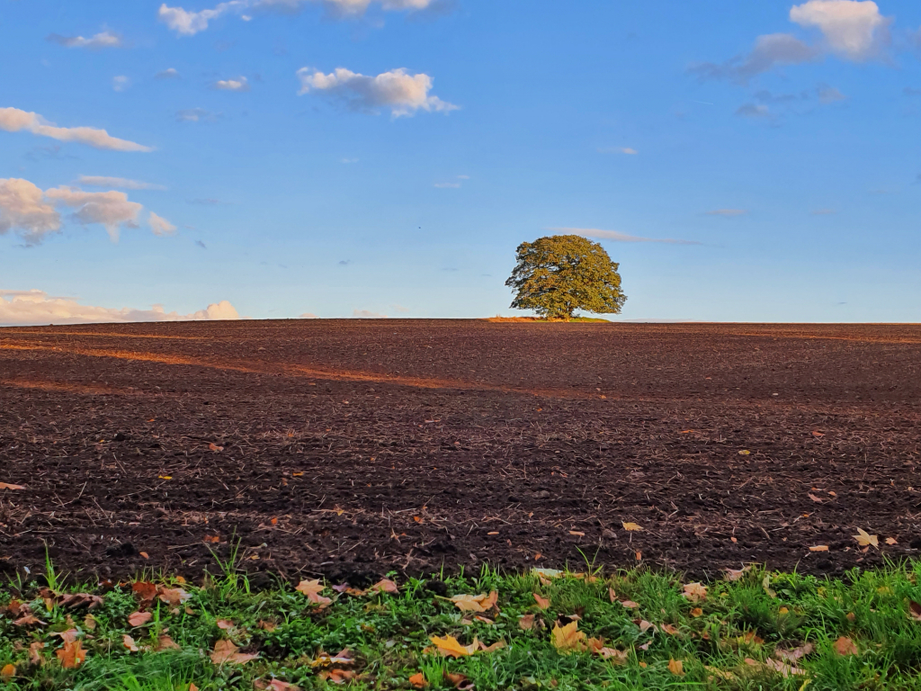 Lieblingsbaum_Oktober_ChristineB2